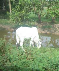 Cows